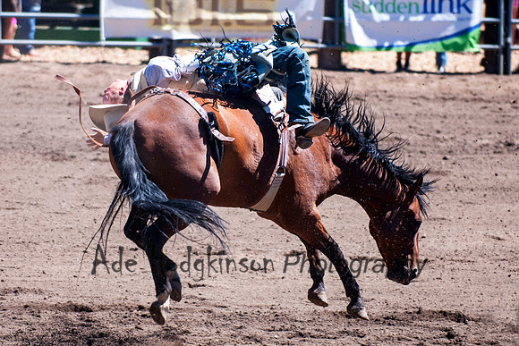 Bareback Bronc -Truckee Rodeo
