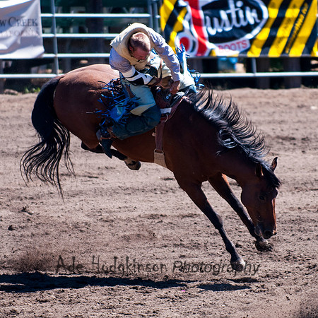 Bareback Bronc -Truckee Rodeo