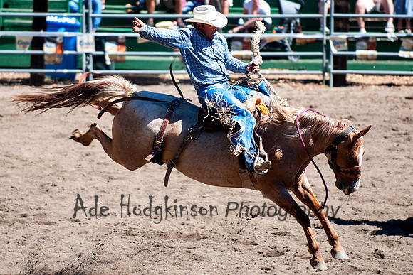 Saddle Bronc -Truckee Rodeo