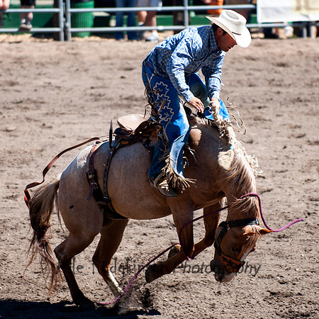 Saddle Bronc -Truckee Rodeo