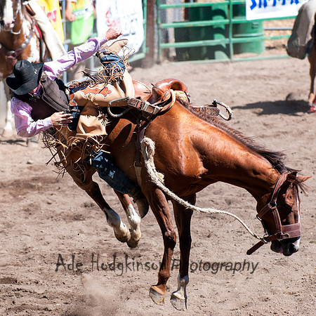 Saddle Bronc -Truckee Rodeo