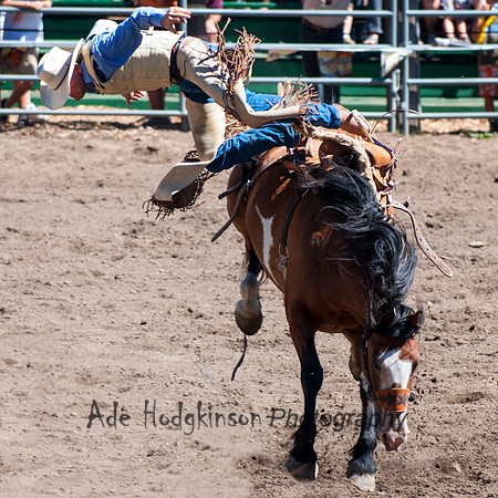 Saddle Bronc -Truckee Rodeo