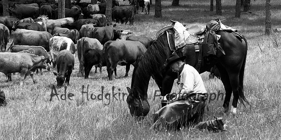 Cowboy - Highway 120 - Yosemite