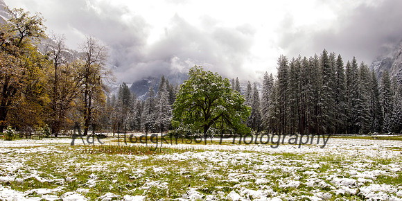 Valley Floor - Yosemite