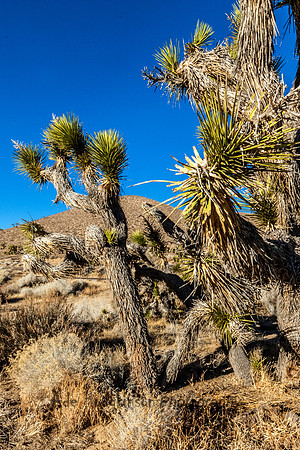 Death Valley CA